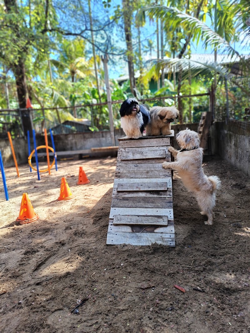 Zvezda K9 Dog Grooming Training and Boarding — Photo 4